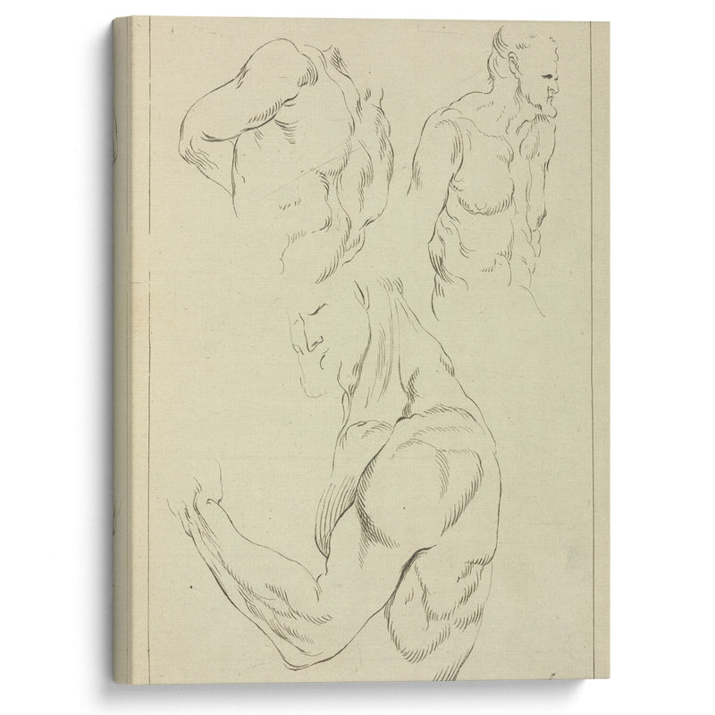 Studies of a man’s chest, biceps, and shoulders - Peter Paul Rubens - Canvas Print