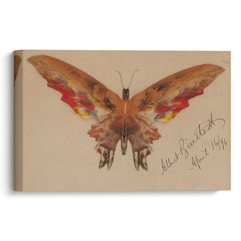 Butterfly (1896) - Albert Bierstadt - Canvas Print