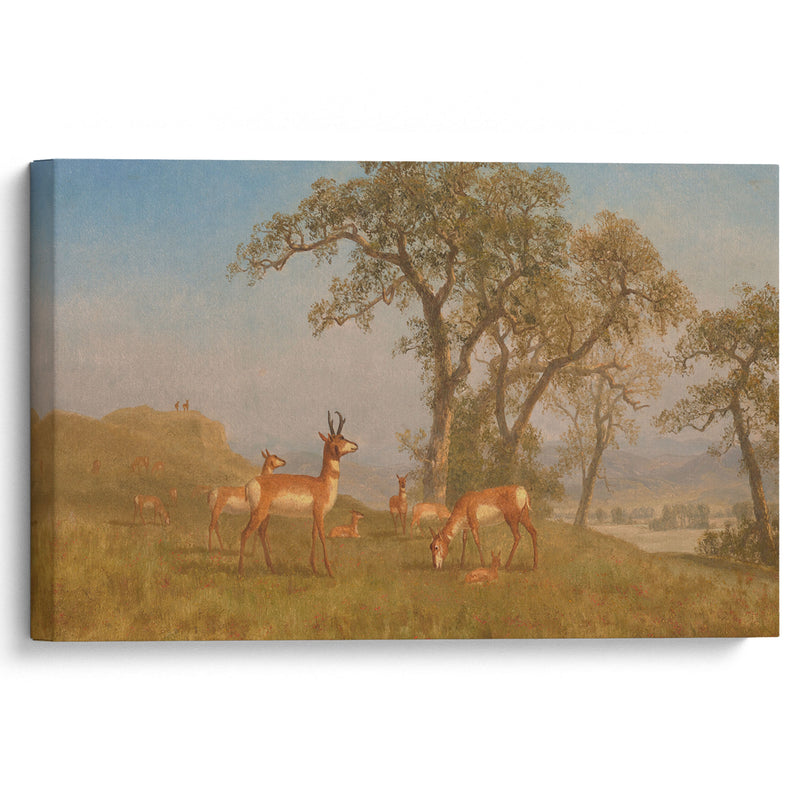 Grazing Antelope (circa 1863) - Albert Bierstadt - Canvas Print