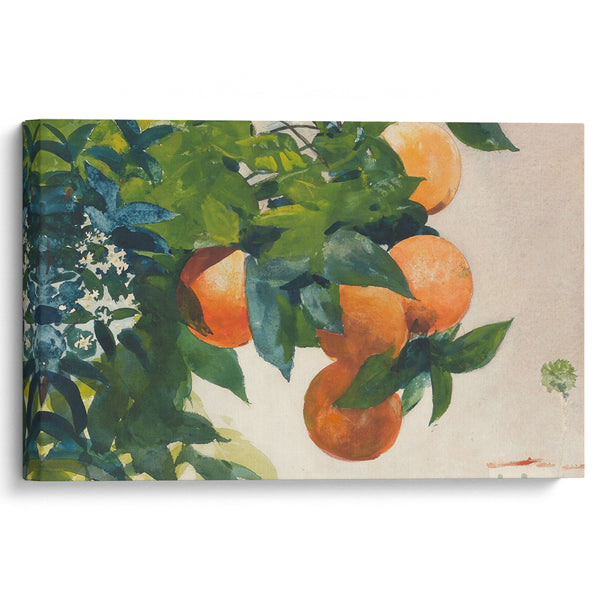 Oranges on a Branch (1885) - Winslow Homer - Canvas Print