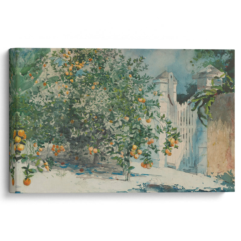 Orange Trees And Gate (1885) - Winslow Homer - Canvas Print