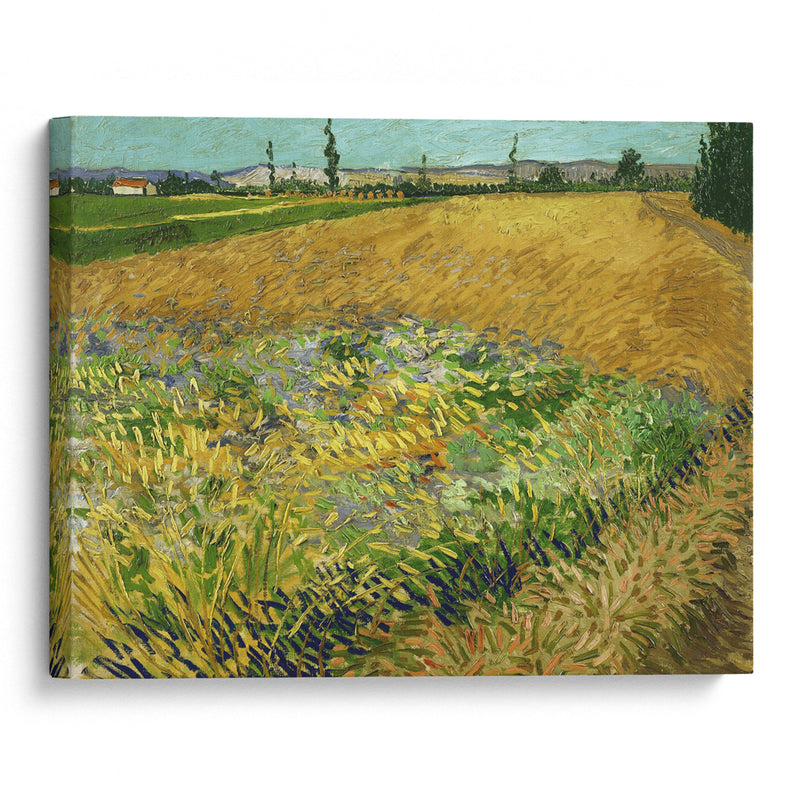 Wheatfield (1888) - Vincent van Gogh - Canvas Print