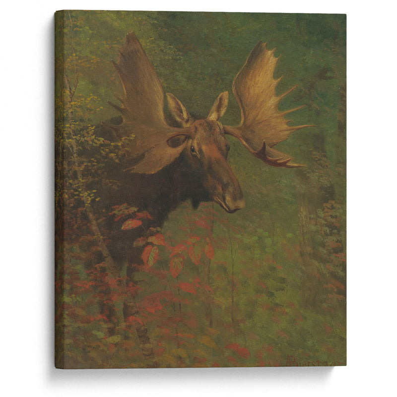 Study Of A Moose - Albert Bierstadt - Canvas Print