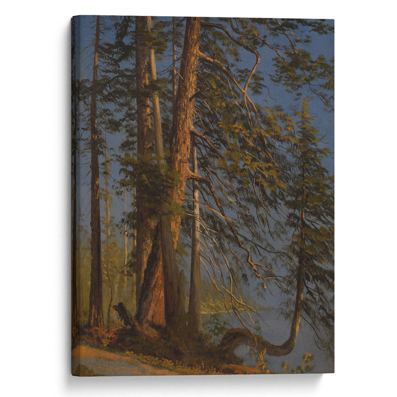 Park at Vancouver (ca 1889) - Albert Bierstadt - Canvas Print