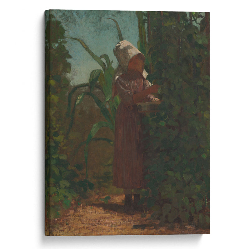 The Bean Picker (ca 1875) - Winslow Homer - Canvas Print