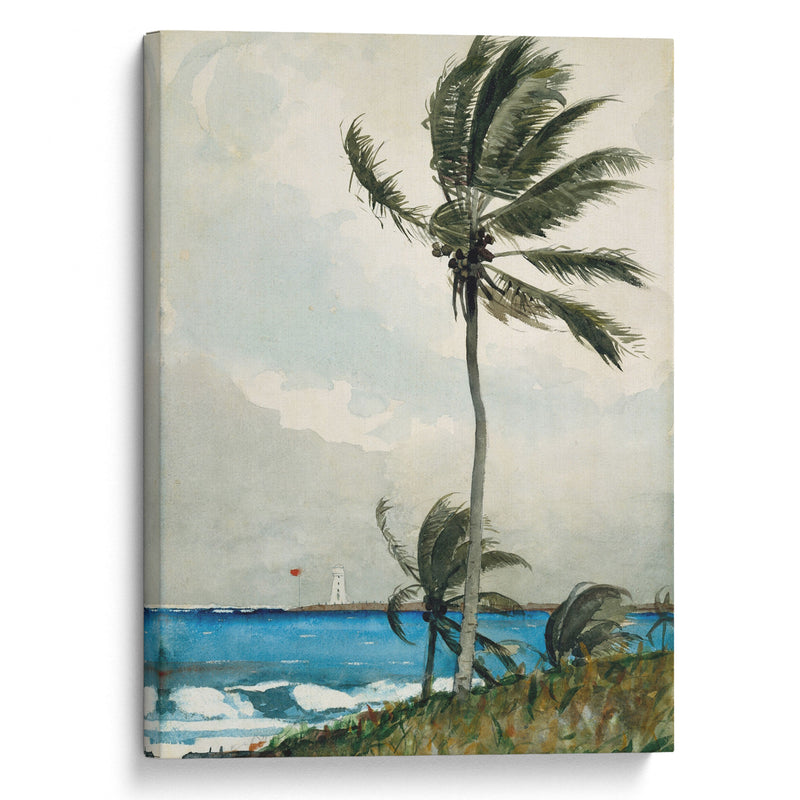 Palm Tree, Nassau (1898) - Winslow Homer - Canvas Print