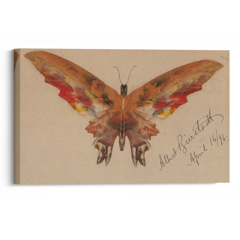 Butterfly (1896) - Albert Bierstadt - Canvas Print