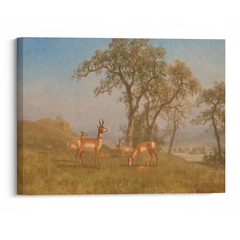 Grazing Antelope (circa 1863) - Albert Bierstadt - Canvas Print