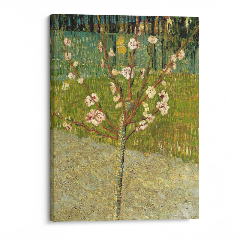 Almond tree in blossom - Vincent van Gogh - Canvas Print - UAIO LMT