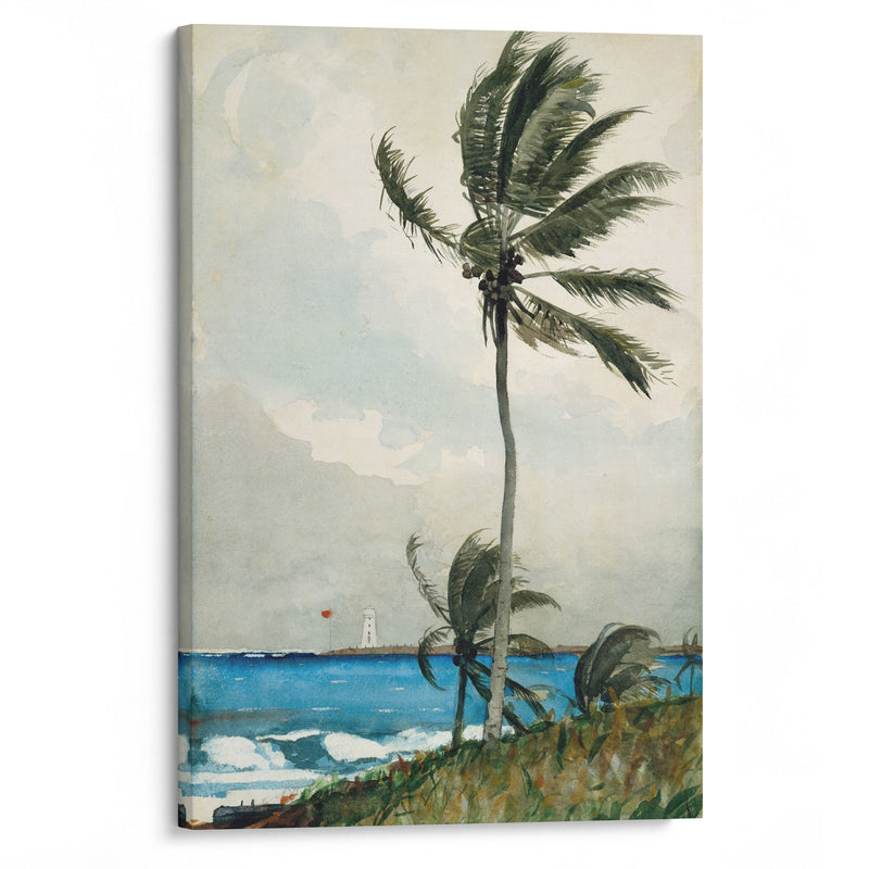 Palm Tree, Nassau (1898) - Winslow Homer - Canvas Print