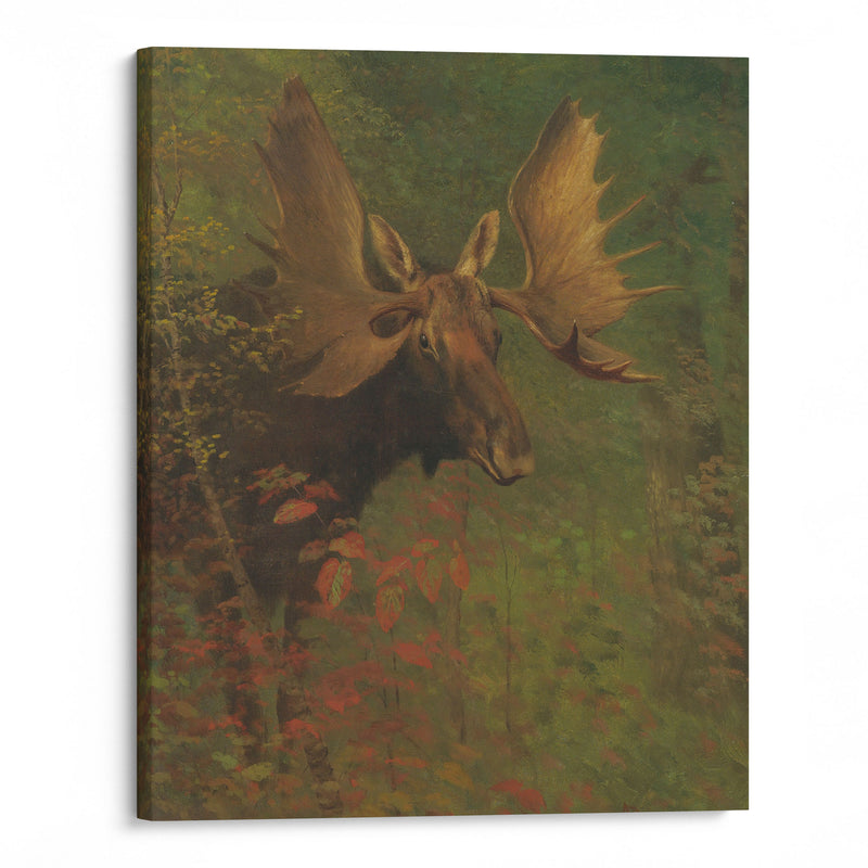 Study Of A Moose - Albert Bierstadt - Canvas Print