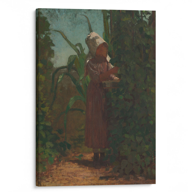 The Bean Picker (ca 1875) - Winslow Homer - Canvas Print