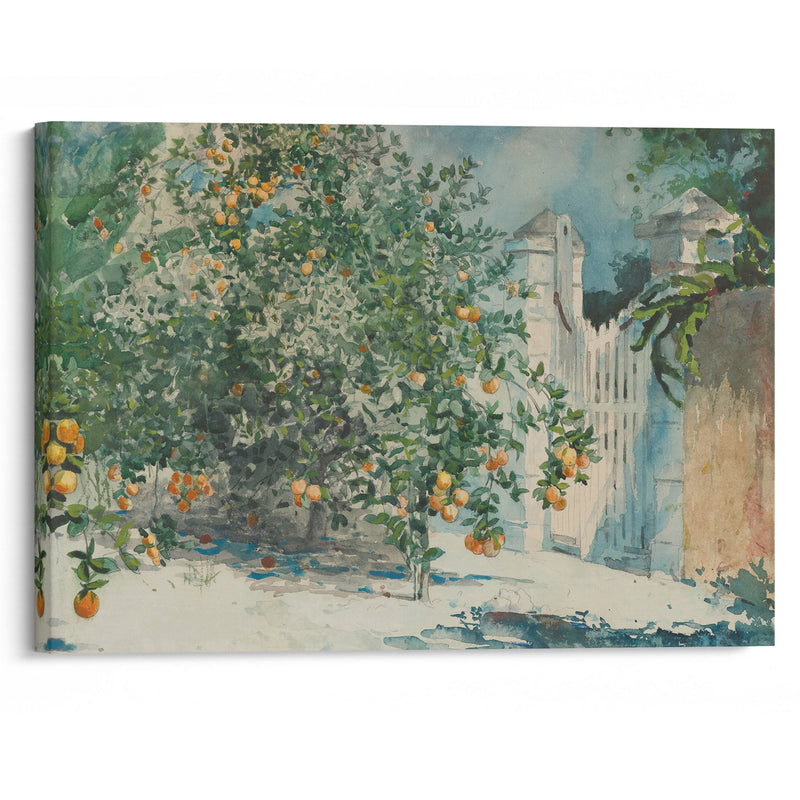 Orange Trees And Gate (1885) - Winslow Homer - Canvas Print