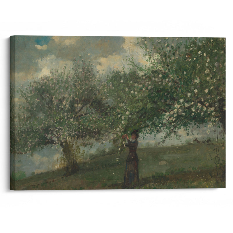 Girl Picking Apple Blossoms (1879) - Winslow Homer - Canvas Print