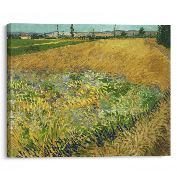 Wheatfield (1888) - Vincent van Gogh - Canvas Print