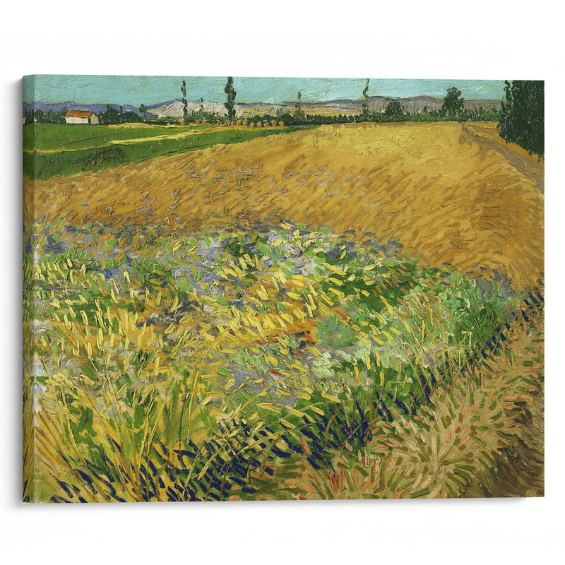 Wheatfield (1888) - Vincent van Gogh - Canvas Print