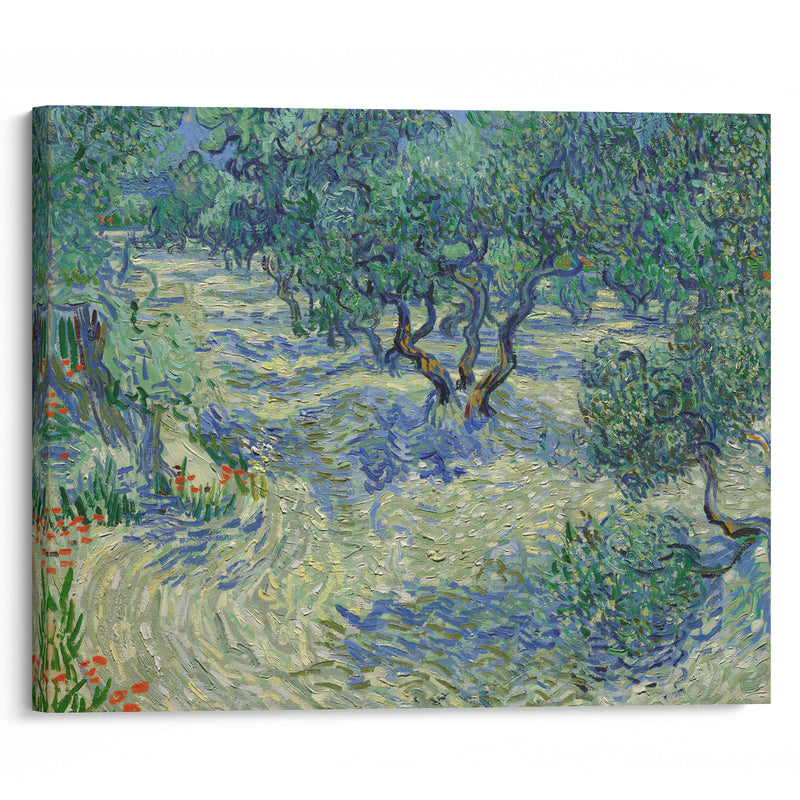 Olive Orchard - Vincent van Gogh - Canvas Print - UAIO LMT