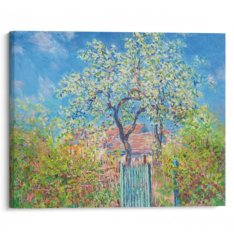 Poirier En Fleurs (1885) - Claude Monet - Canvas Print