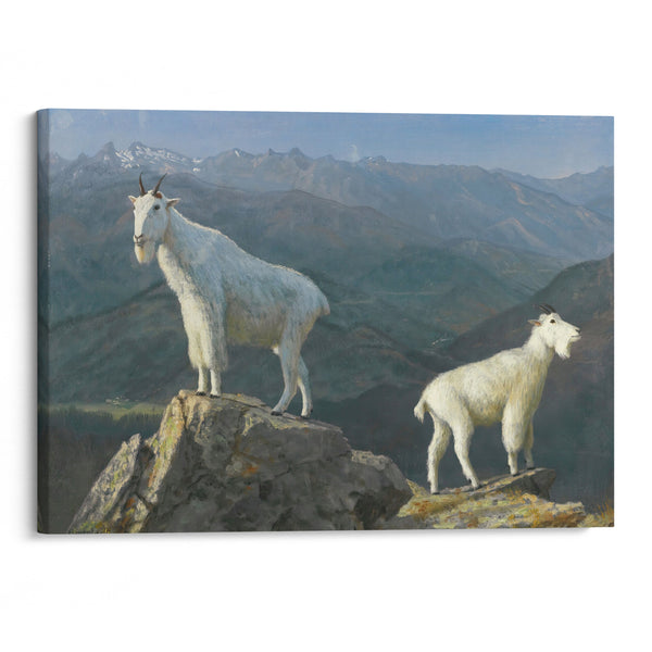 Mountain goats - Albert Bierstadt - Canvas Print
