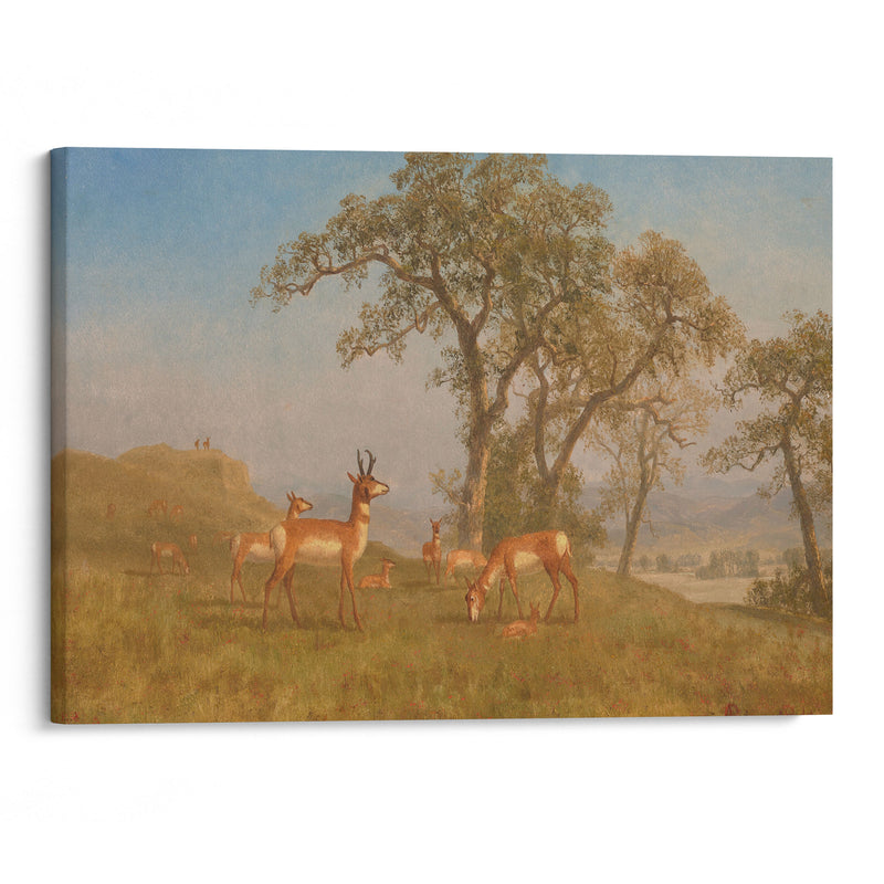 Grazing Antelope (circa 1863) - Albert Bierstadt - Canvas Print