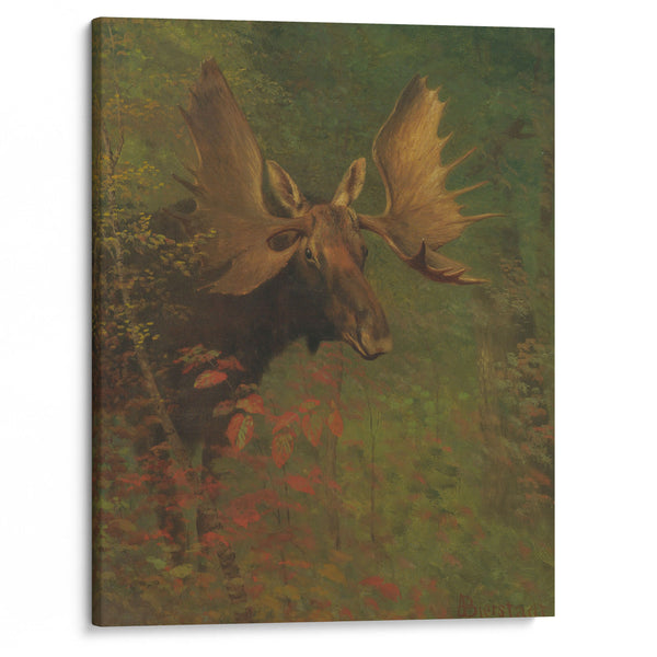Study Of A Moose - Albert Bierstadt - Canvas Print