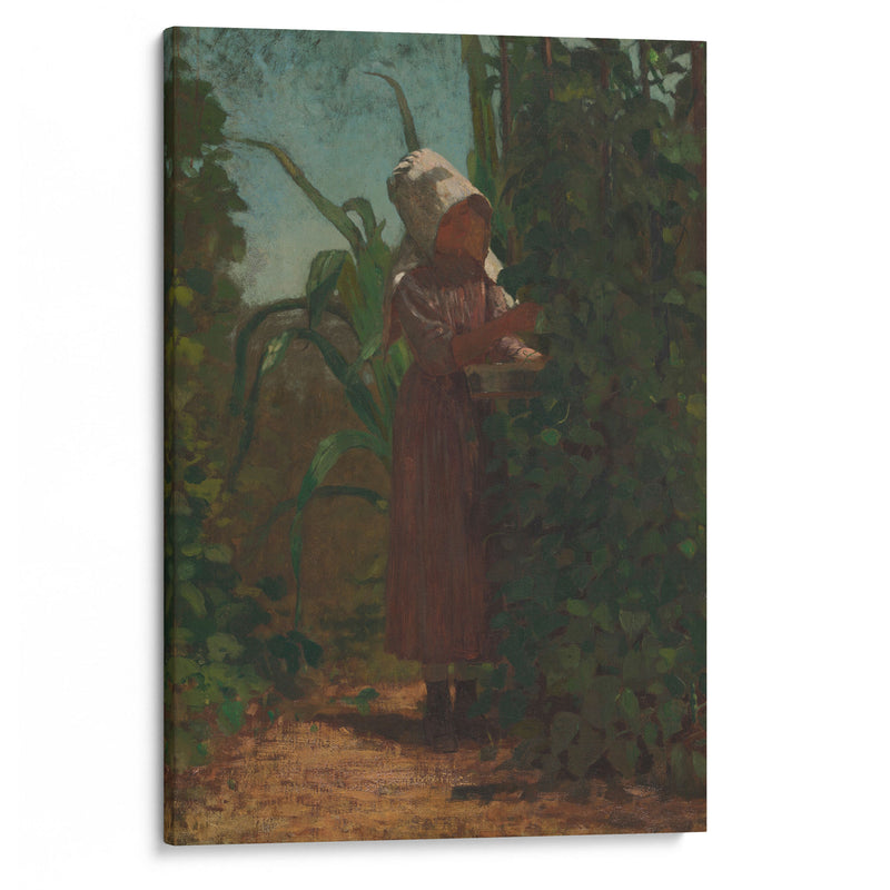 The Bean Picker (ca 1875) - Winslow Homer - Canvas Print