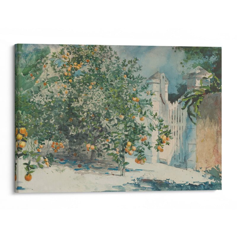 Orange Trees And Gate (1885) - Winslow Homer - Canvas Print