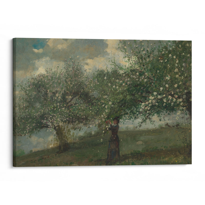 Girl Picking Apple Blossoms (1879) - Winslow Homer - Canvas Print