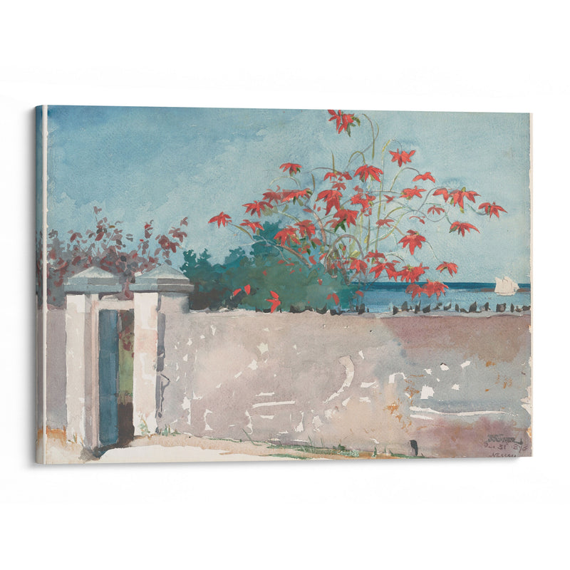 A Wall, Nassau (1898) - Winslow Homer - Canvas Print