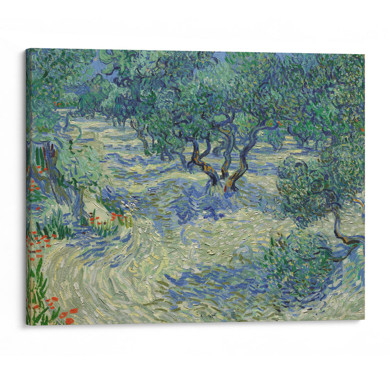 Olive Orchard - Vincent van Gogh - Canvas Print - UAIO LMT