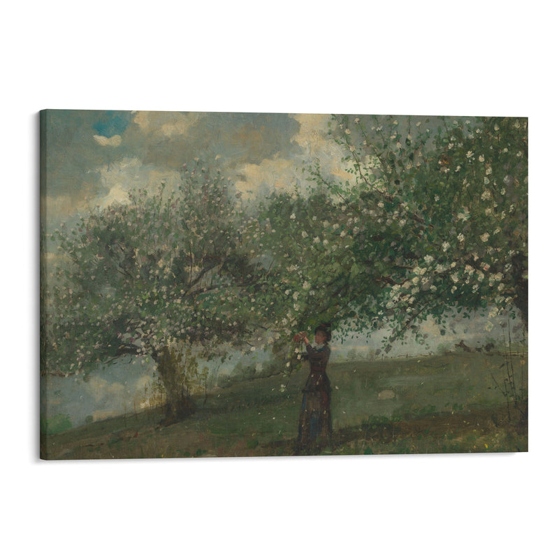 Girl Picking Apple Blossoms (1879) - Winslow Homer - Canvas Print