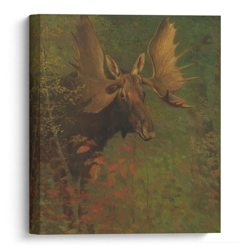 Study Of A Moose - Albert Bierstadt - Canvas Print