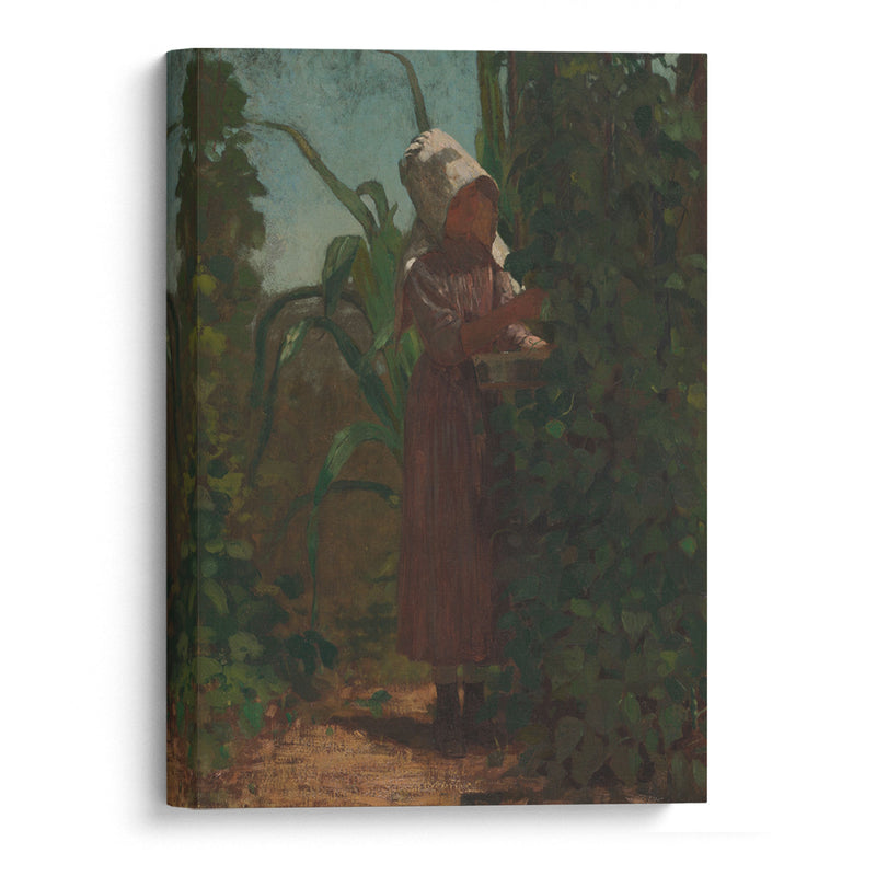 The Bean Picker (ca 1875) - Winslow Homer - Canvas Print