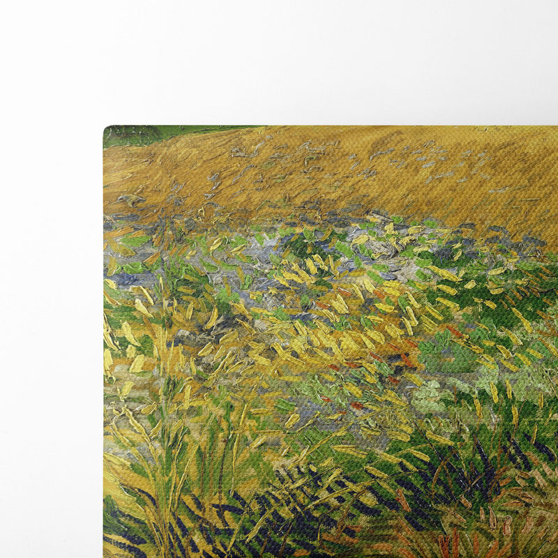 Wheatfield (1888) - Vincent van Gogh - Canvas Print