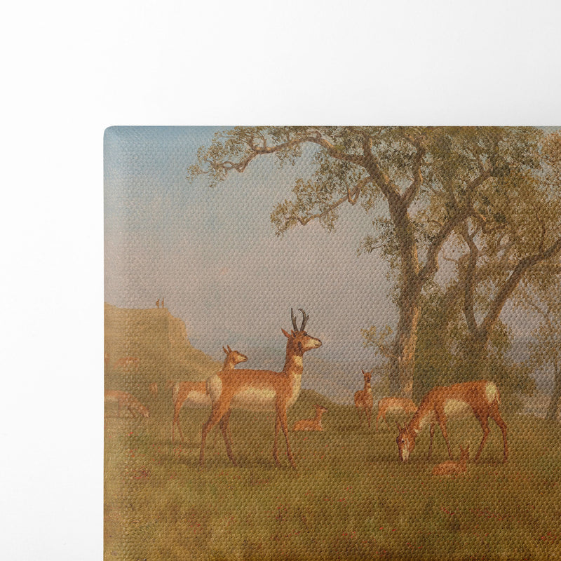 Grazing Antelope (circa 1863) - Albert Bierstadt - Canvas Print